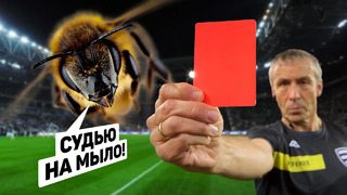 Арбитр показал красную карточку пчеле. красные карточки не футболистам. футбольный топ @120 ярдов