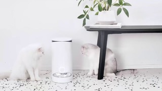 Xiaomi выпустила автоматическую кормушку для кошек и собак