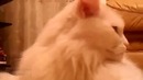Самый серьёзный кот в мире