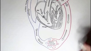 Cardiology – Heart Physiology I (Cardiac Myocyte and Membrane Potential)