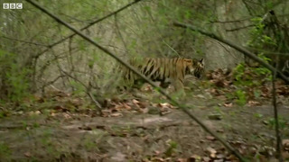 How many tigers can you spot? | Expedition Tiger | BBC Earth