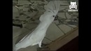 Попугай – собака