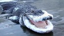 13 шокирующих животных, которые были заморожены во льду