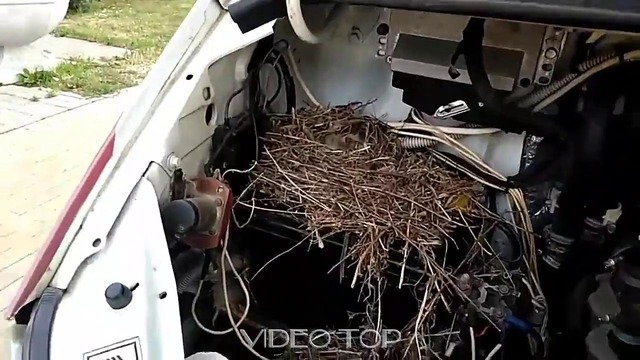 Гнезда и грызуны в машине