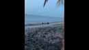 У всех есть талпа