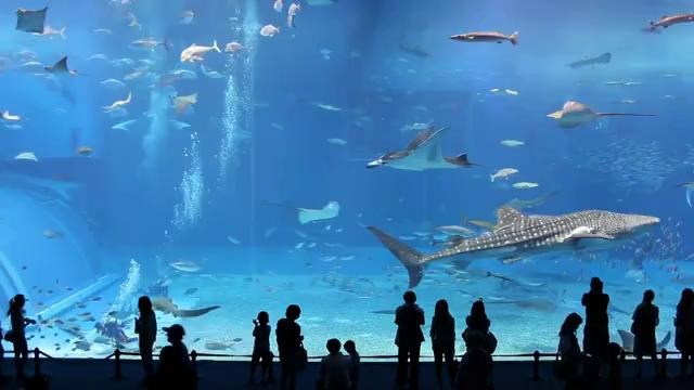 Kuroshio Sea – 2ой самый большой аквариум в мире(HD)
