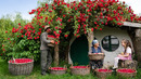Rose Harvest Season – Making Traditional Rose Sweets