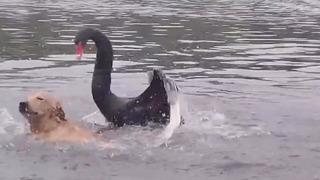 Отчаянная атака чёрного лебедя на золотистого ретривера в озере
