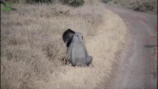 Most Funny and Cute Baby Elephant Videos Compilation (2016)