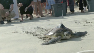 21 спасённую черепаху выпустили в Персидский залив в Дубае
