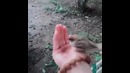 Птичку решили выпустить на свободу, но сама она этого не хочет
