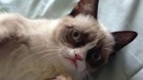 Тард, угрюмый кот / Tard the Grumpy Cat