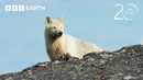 Can This Baby Caribou Outrun An Arctic Wolf? | 20 Years of Planet Earth II | BBC Earth
