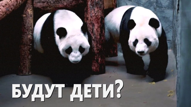 В Московском зоопарке впервые встретились молодые панды