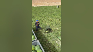 Workers Pick Watermelon Quickly With Synchronised Teamwork