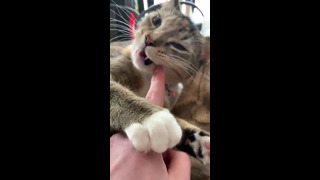 Cat Purrs While Chewing Fingers #shorts