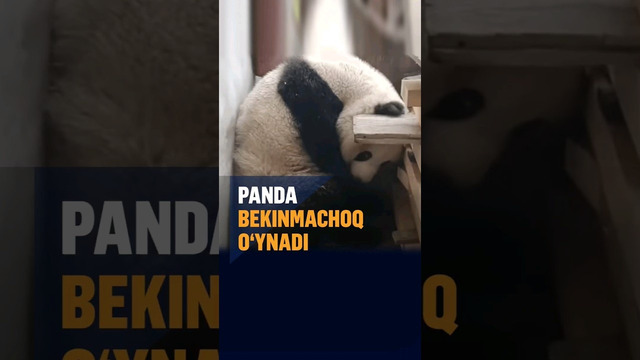 Panda qishloq aholisining hovlisida yashirinishga urinib ko‘rdi