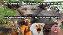 Piano Fantasia – Song For Denise (Animal Cover)