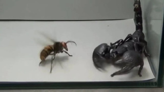 Giant hornet vs scorpion, tarantula and praying mantis