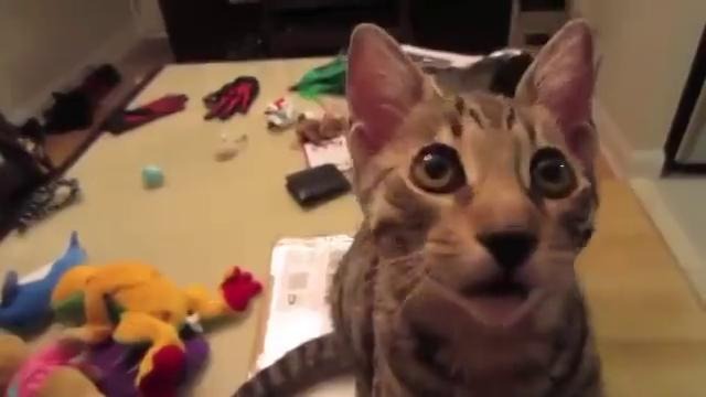 Тест на смех