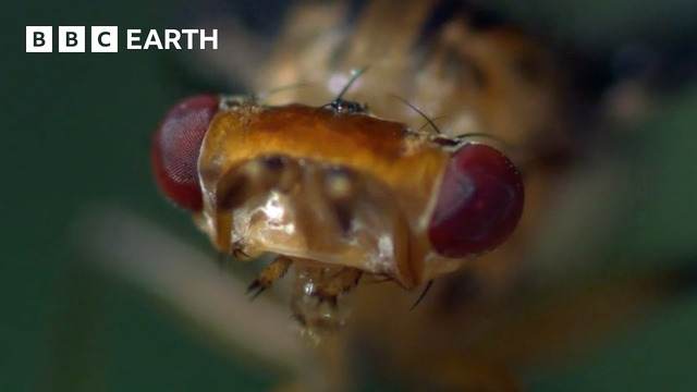 The Insects of Hawaii | South Pacific | BBC Earth