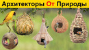 15 Самых Удивительных Гнезд В Животном Мире