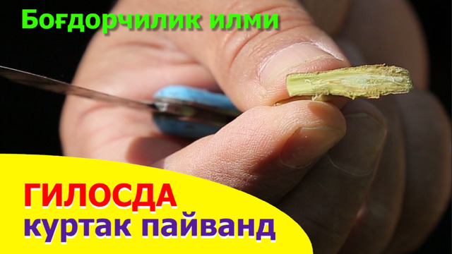 Гилос куртак пайванд – Gilos kurtak payvand