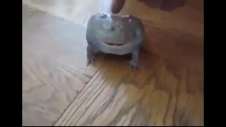 Реакция жабы на прикосновение