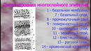 2 курс. Гистология. Эпителиальная ткань