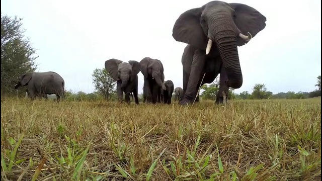 GoPro: Elephant Encounter