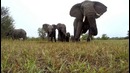 GoPro: Elephant Encounter