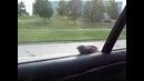 Воробей автостопшик