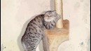 Девушки как кошки
