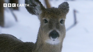 How Do Animals Survive Freezing Winters? | How Nature Works | BBC Earth
