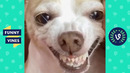 TRY NOT TO LAUGH – Funny Animal Bloopers