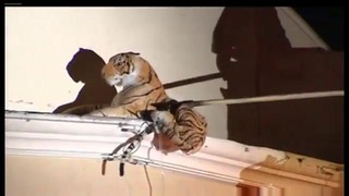 Спасение тигра
