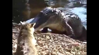 Кот пытается отнять мясо у аллигатора
