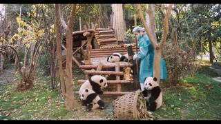 Панды 3D — Русский трейлер (Дубляж, 2018)