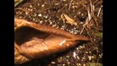 Хищное растение Nepenthes Mastersiana питается мышами