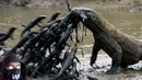 Животные, Которые Пытались Убить Комодского Варана