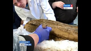 Археологи вскрыли берестяной кокон с мумией ребенка Зеленый Яр