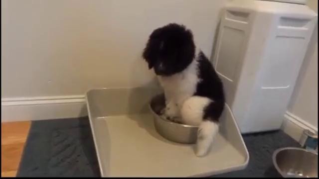Funny Dogs Just Don’t Want to Bath