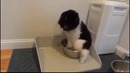 Funny Dogs Just Don’t Want to Bath