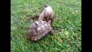 Черепаха спасает своего собрата оказавшегося на спине