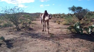 Наперегонки с верблюдом