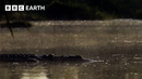 Stealthy Crocodiles Hunt for Fish | Narrated by David Attenborough | Africa | BBC Earth