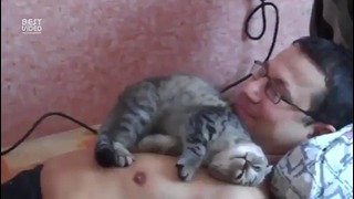 Как кошка любит своего хозяина