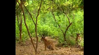 Крадущийся Тигр, Таящийся Гиббон