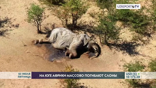 На юге Африки массово погибают слоны