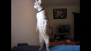 Кот стоит